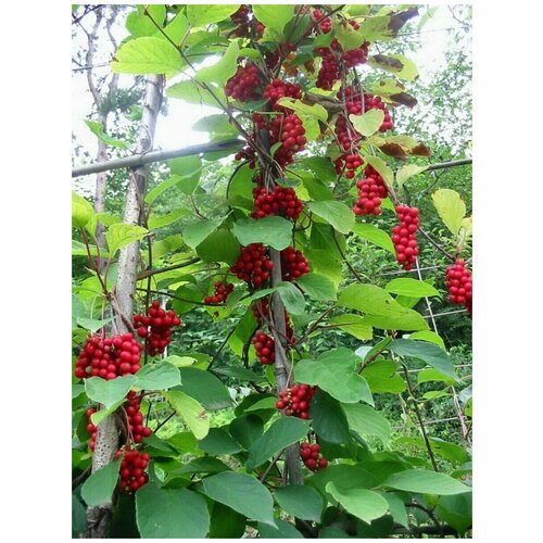 buy schisandra chinensis semilla plant schisandra berry tree for wu wei zi Семена Лимонник китайский (Schisandra chinensis), 60 штук