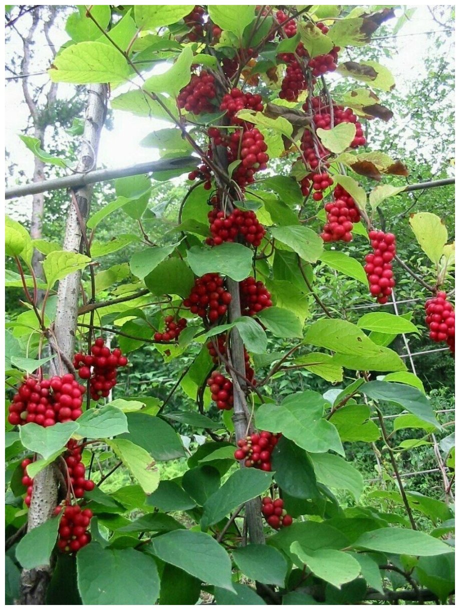 Семена Лимонник китайский (Schisandra chinensis) 60 штук