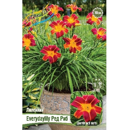 Саженец Лилейник Everydaylily™ Red Rib (1 шт.)