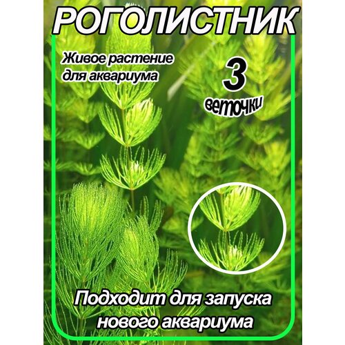 Роголистник. Живое растение в аквариум. 3 ветки.