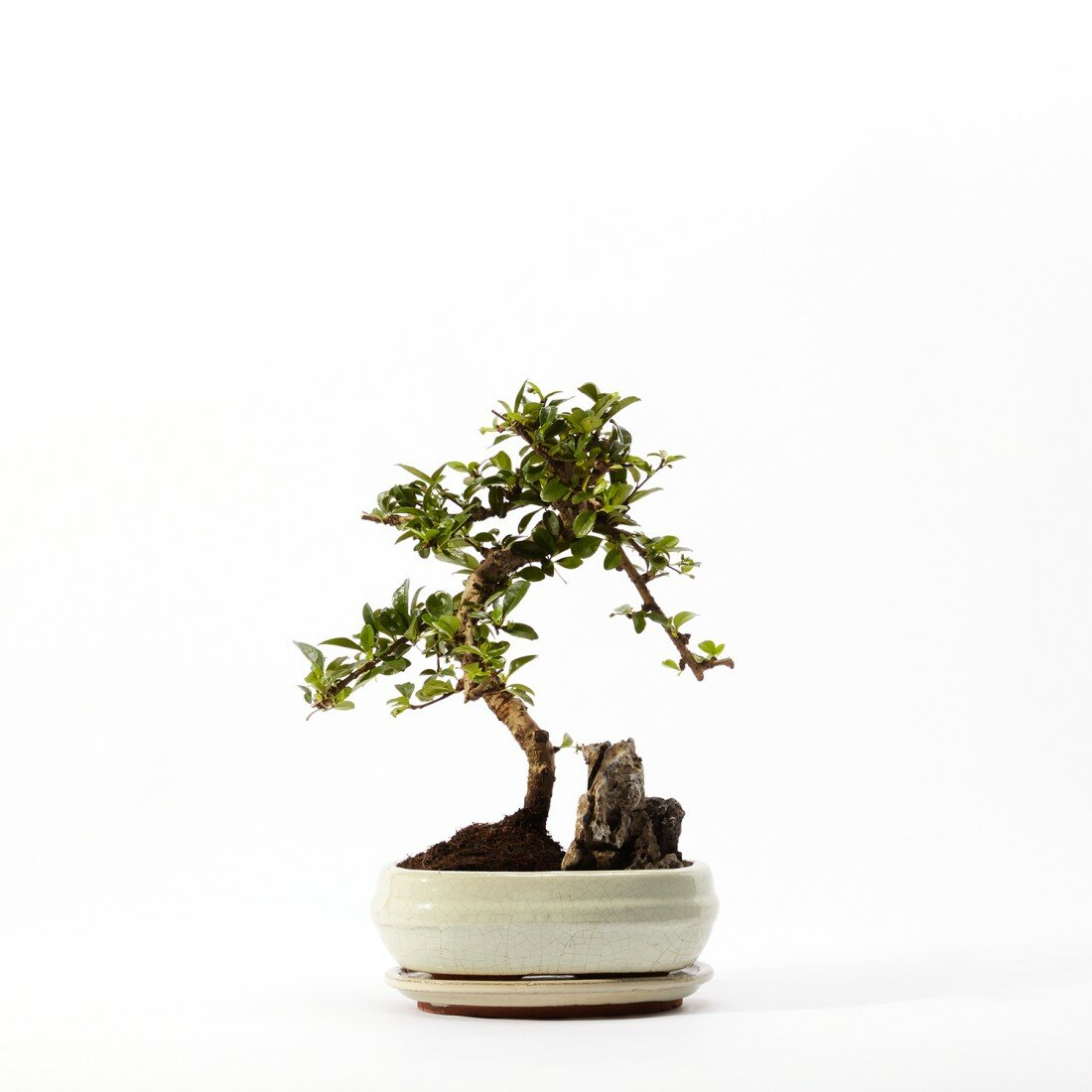 Бонсай Кармона d20