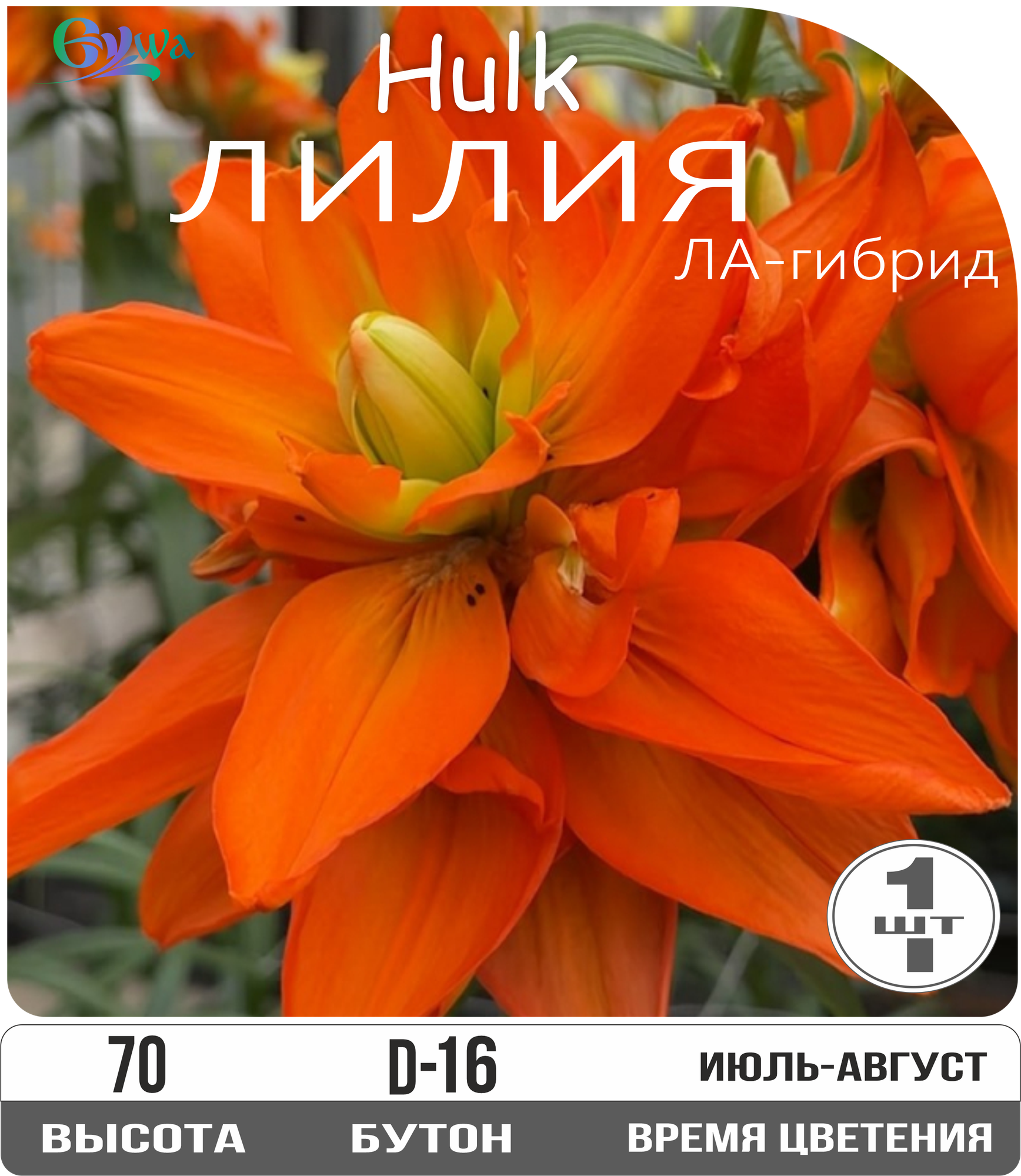 Луковицы лилии 