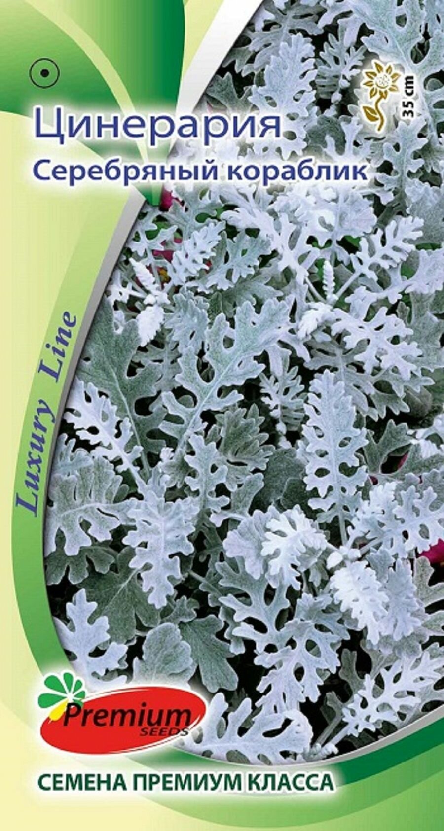 Цинерария Серебряный кораблик / Премиум Сидс