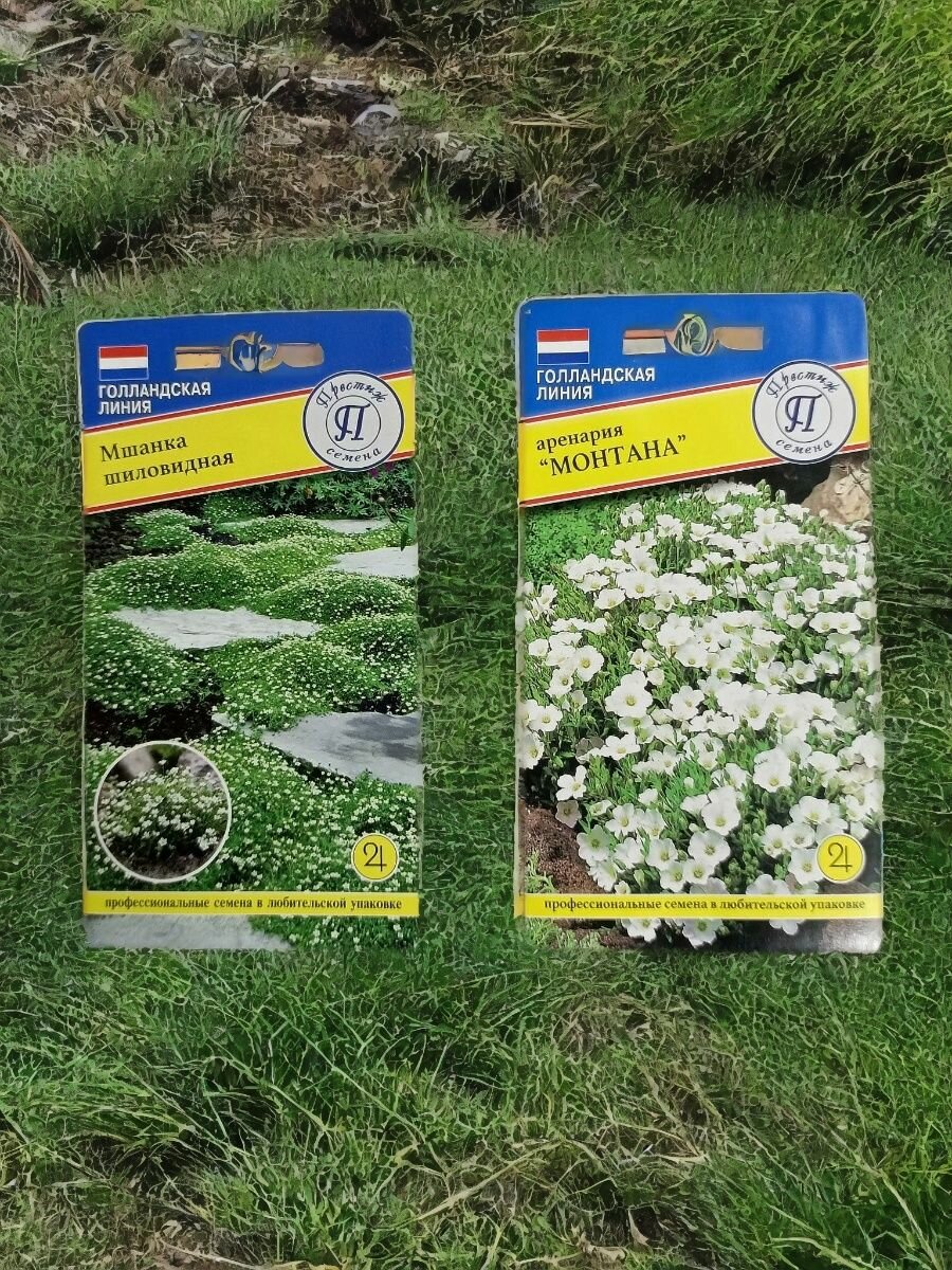 Набор семян почвопокровных цветов для альпийской горки 2 вида : Аренария  Мшанка - по 1 пакету.