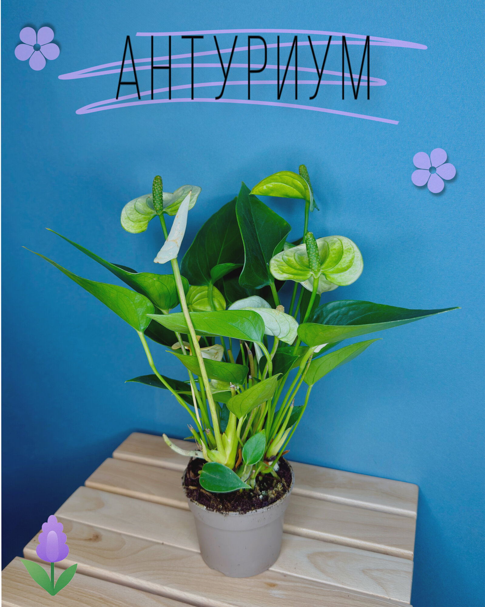 Антуриум Зелёный (Anthurium Green) — стильная экзотика с необычными зелёными соцветиями