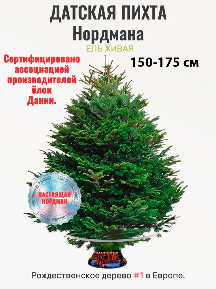 Елка новогодняя живая Пихта Нордмана Премиум 175 см