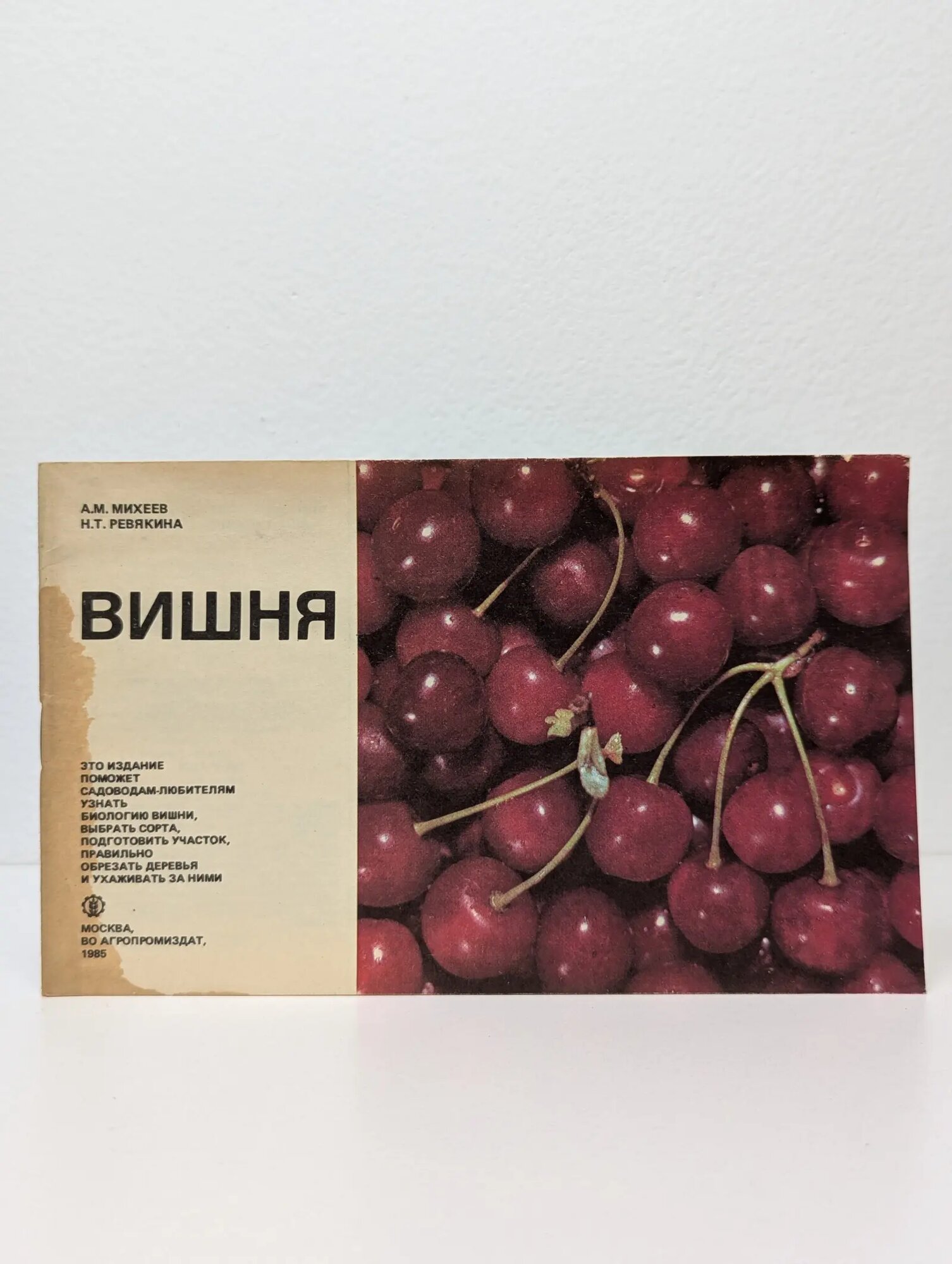 Вишня Михеев Анатолий Михайлович, Ревякина Нина Тимофеевна 1985