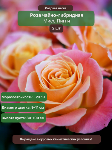 Изображение товара Роза чайно-гибридная "Мисс Пигги", многолетняя, оранжево-розовая, 2 саженца