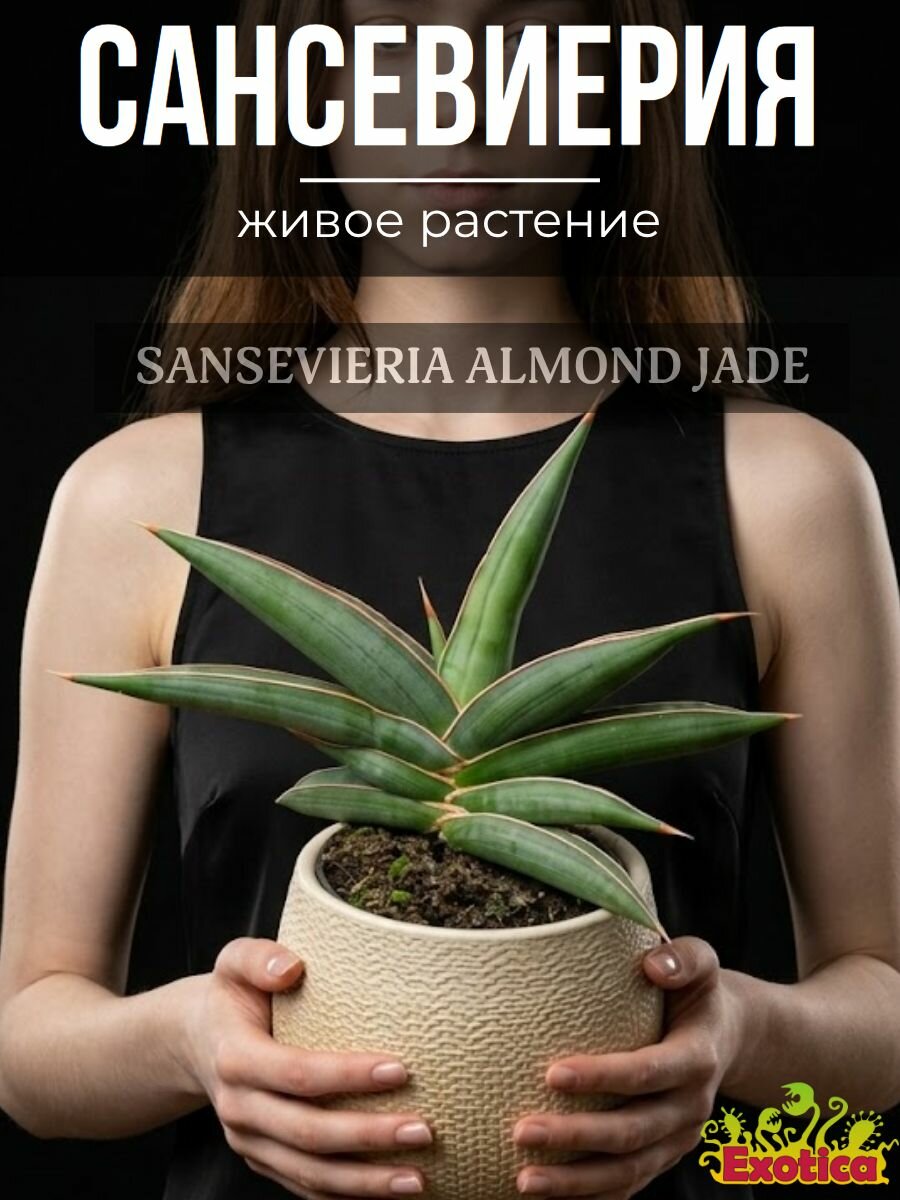 Сансевиерия Альмонд Джейд (Sansevieria Almond Jade) D7,5см, комнатное растение