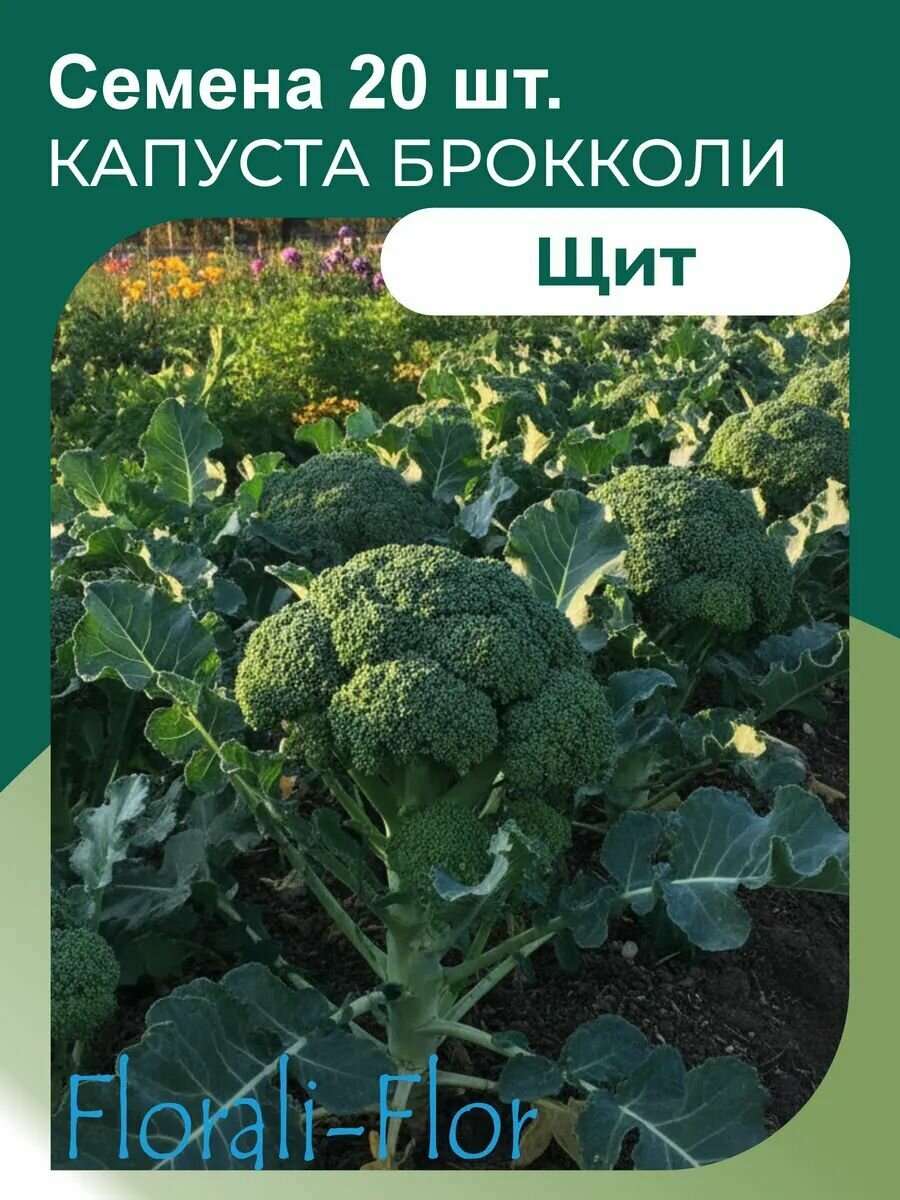 Капуста Брокколи Семена