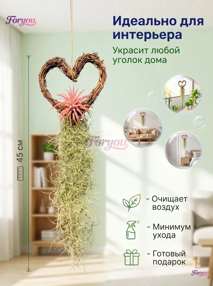 Воздушные тилландсии для дома: неприхотливые растения очищающие воздух