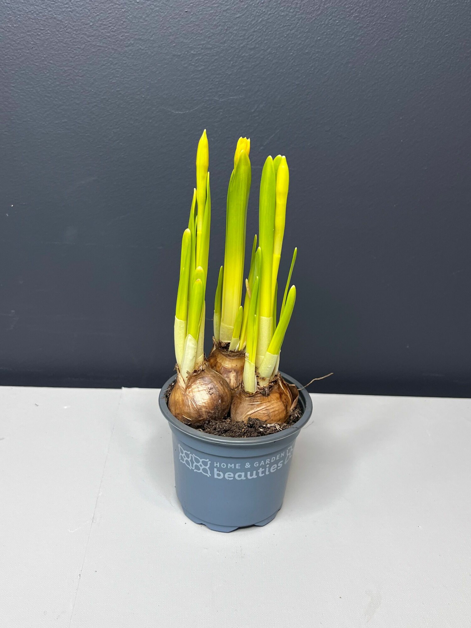 Нарцисс в луковицах ( 3 шт)