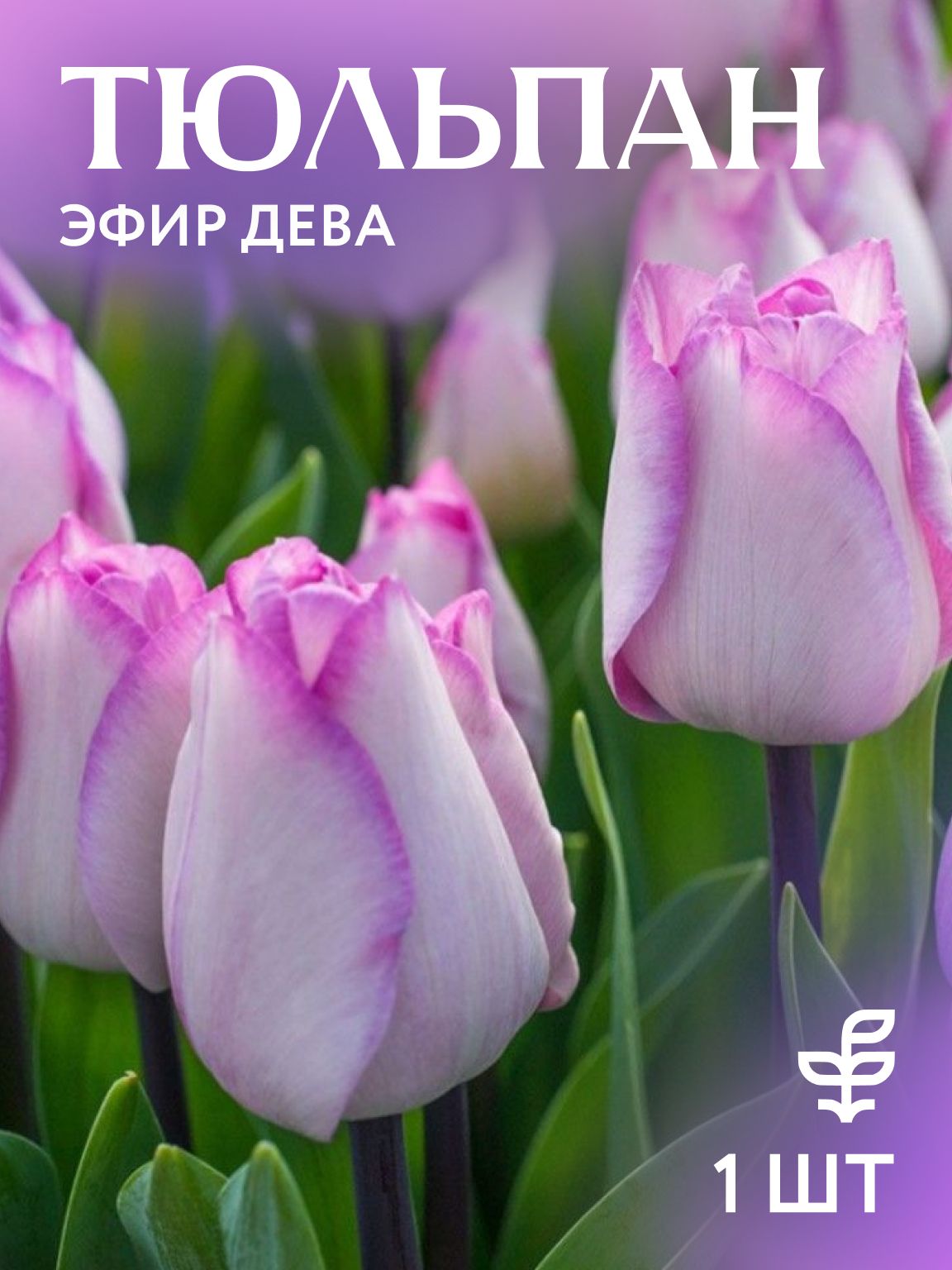 Тюльпан луковицы многолетние 1 шутка