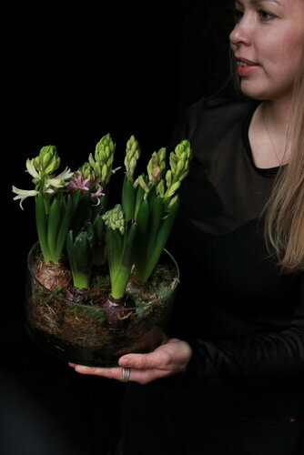 Изображение товара Садик из живых гиацинтов с луковицами в стеклянной вазе с мхом