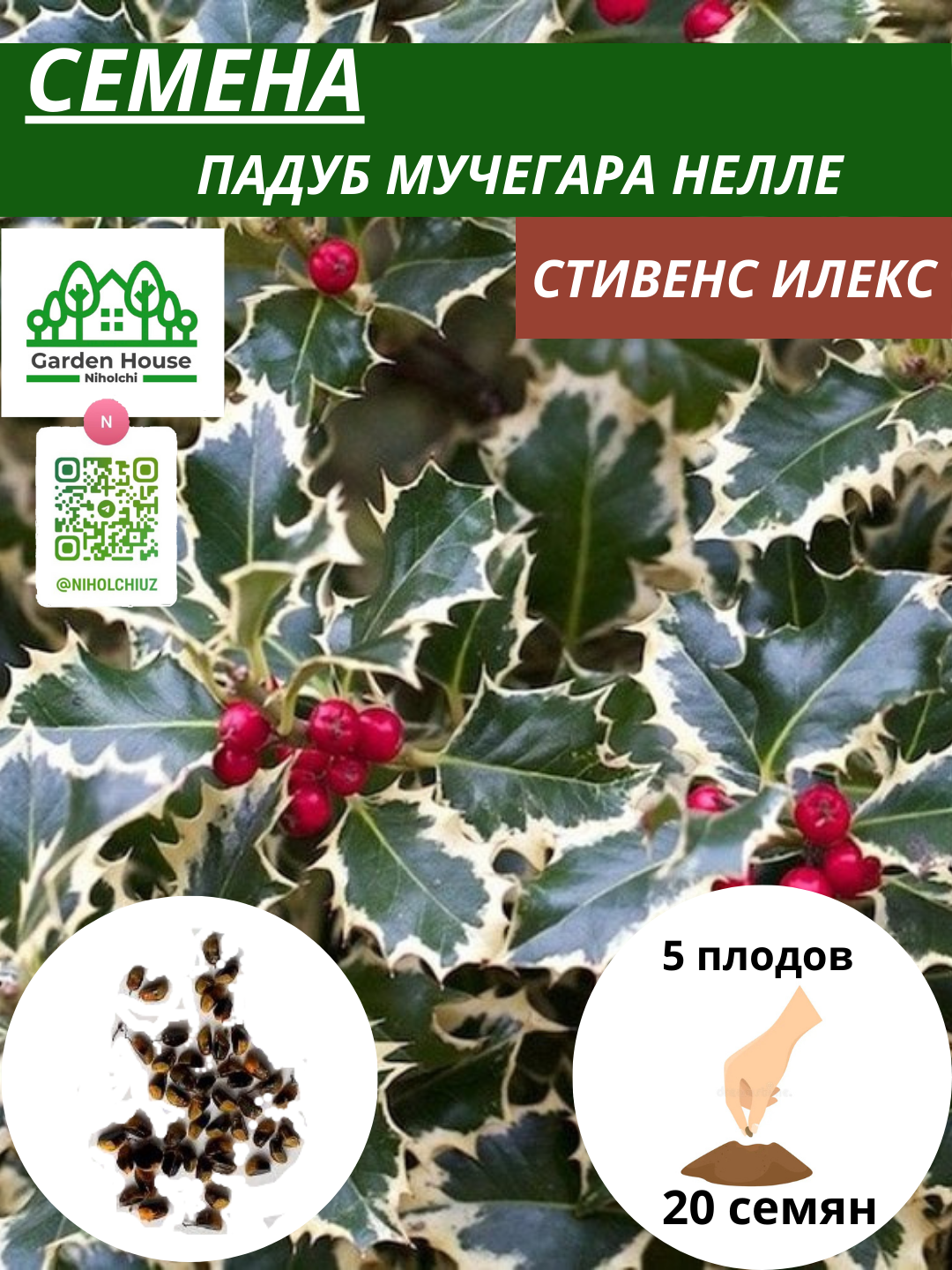 Семена падуба Стивенс Илекс "Нелле" , гибрид, многолетние, декоративные, 20шт