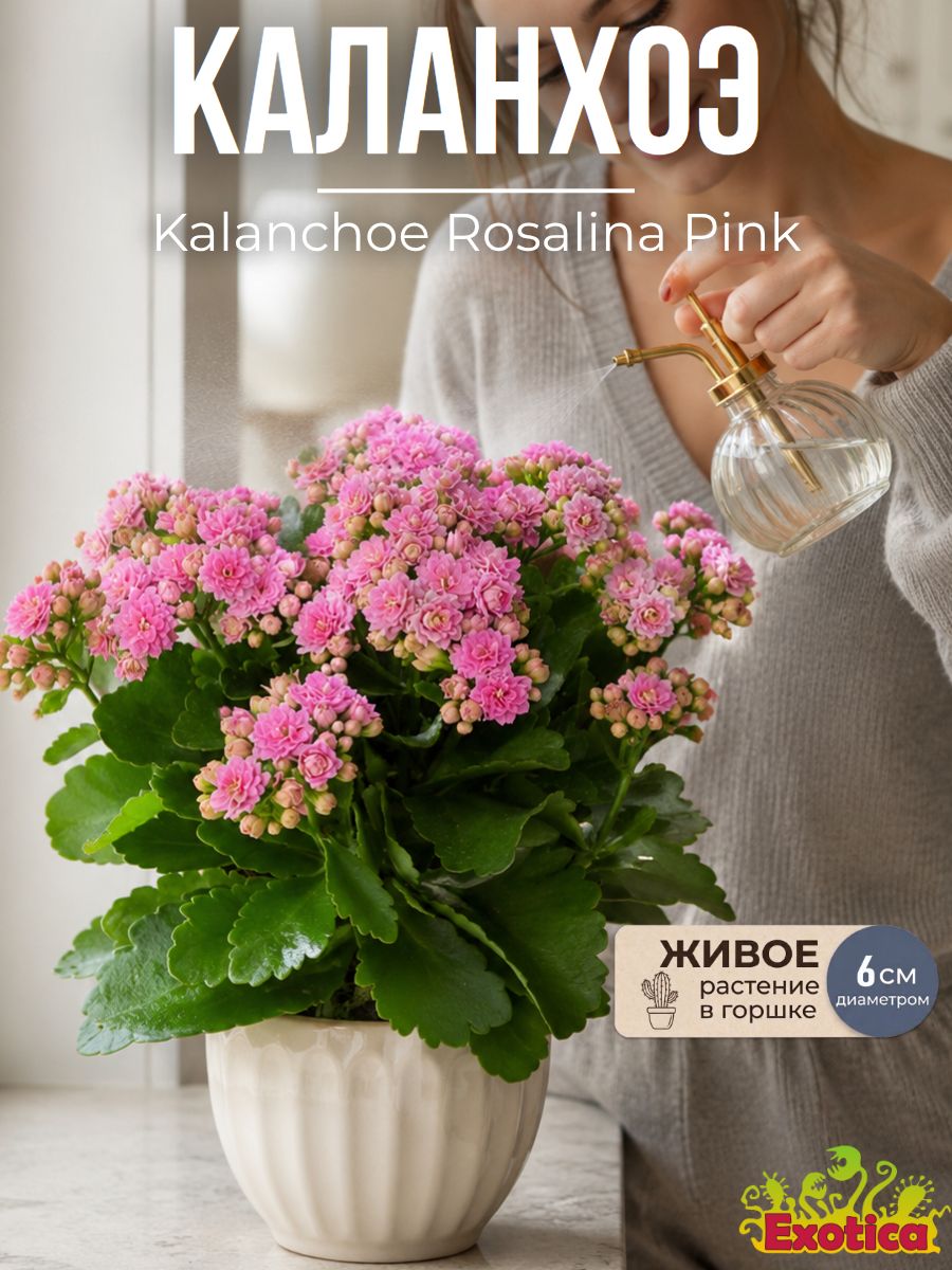 Каланхоэ Розалина Розовая (Kalanchoe Rosalina Pink) D6см, живое растение