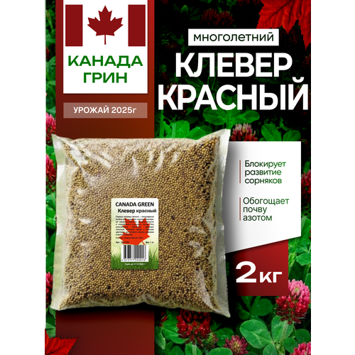 фото Клевер красный семена 2кг сидерат canada green