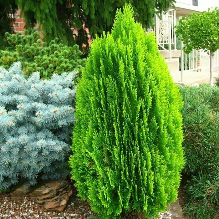 Грунт для хвойных, 10 л, укрепляющий, для посадки и пересадки. — фото 1