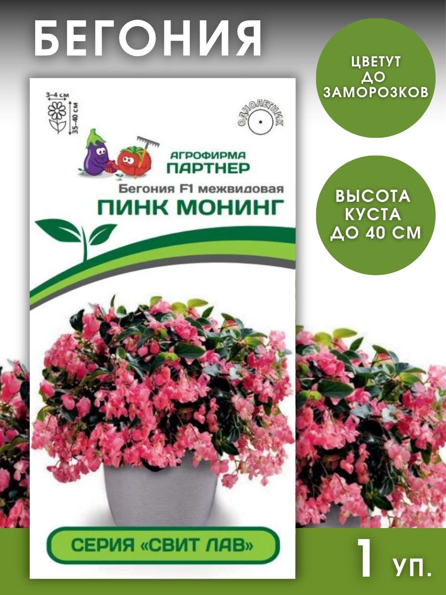 Бегония