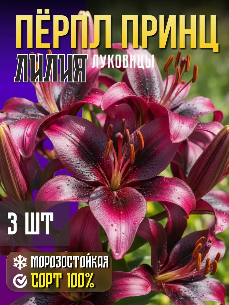 Луковицы лилии многолетние, новые популярные сорта 3 штуки