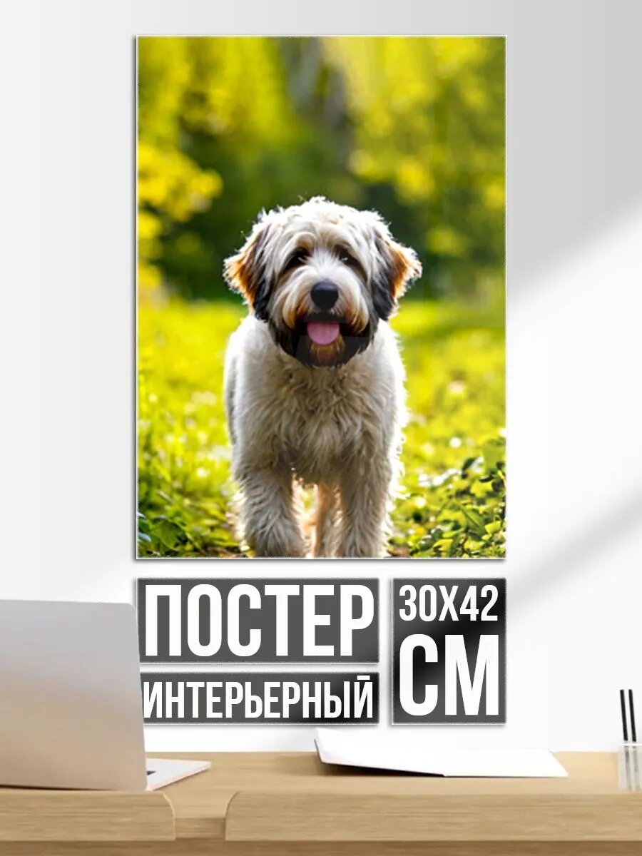 Постер на стену Собака бобтейл у забора