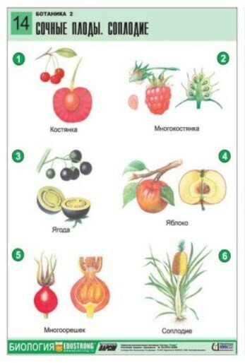 Комплект двухсторонних таблиц "Ботаника 2" (18 шт, А1, лам.) — фото 1