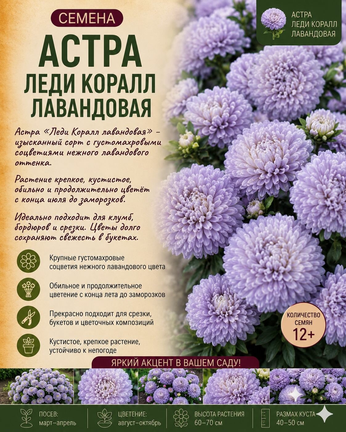 Астра Леди Коралл лавандовая