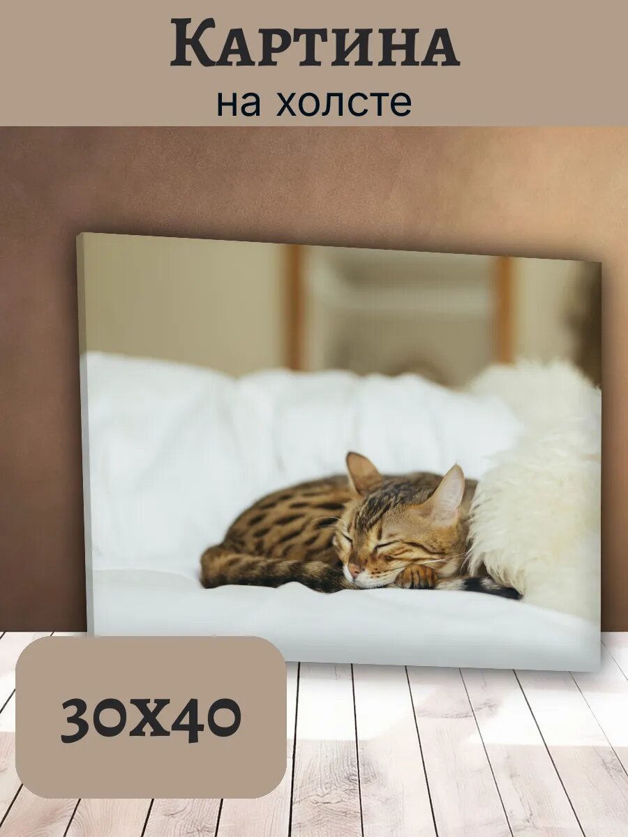 Картина Постер Кот Кошка Cat 30x40 бенгальская спящая рыжая