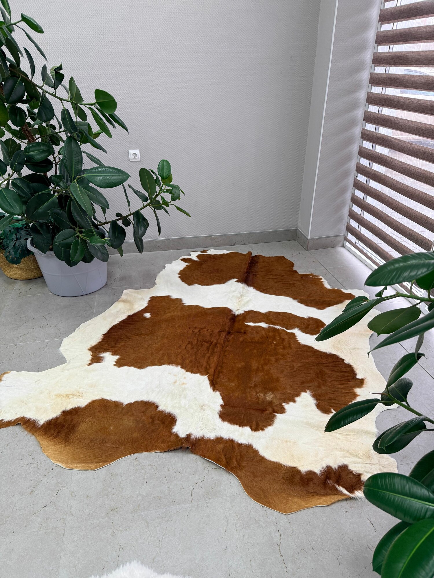 Коровья шкура на пол натуральная.