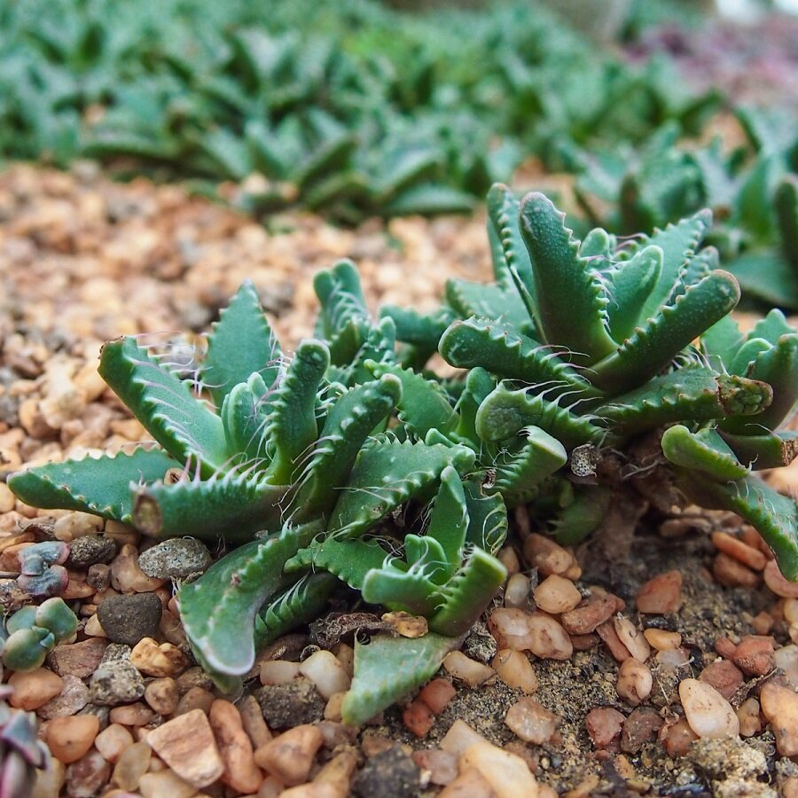 Семена Деодар Суккулент Faucaria paucidens 10 шт.