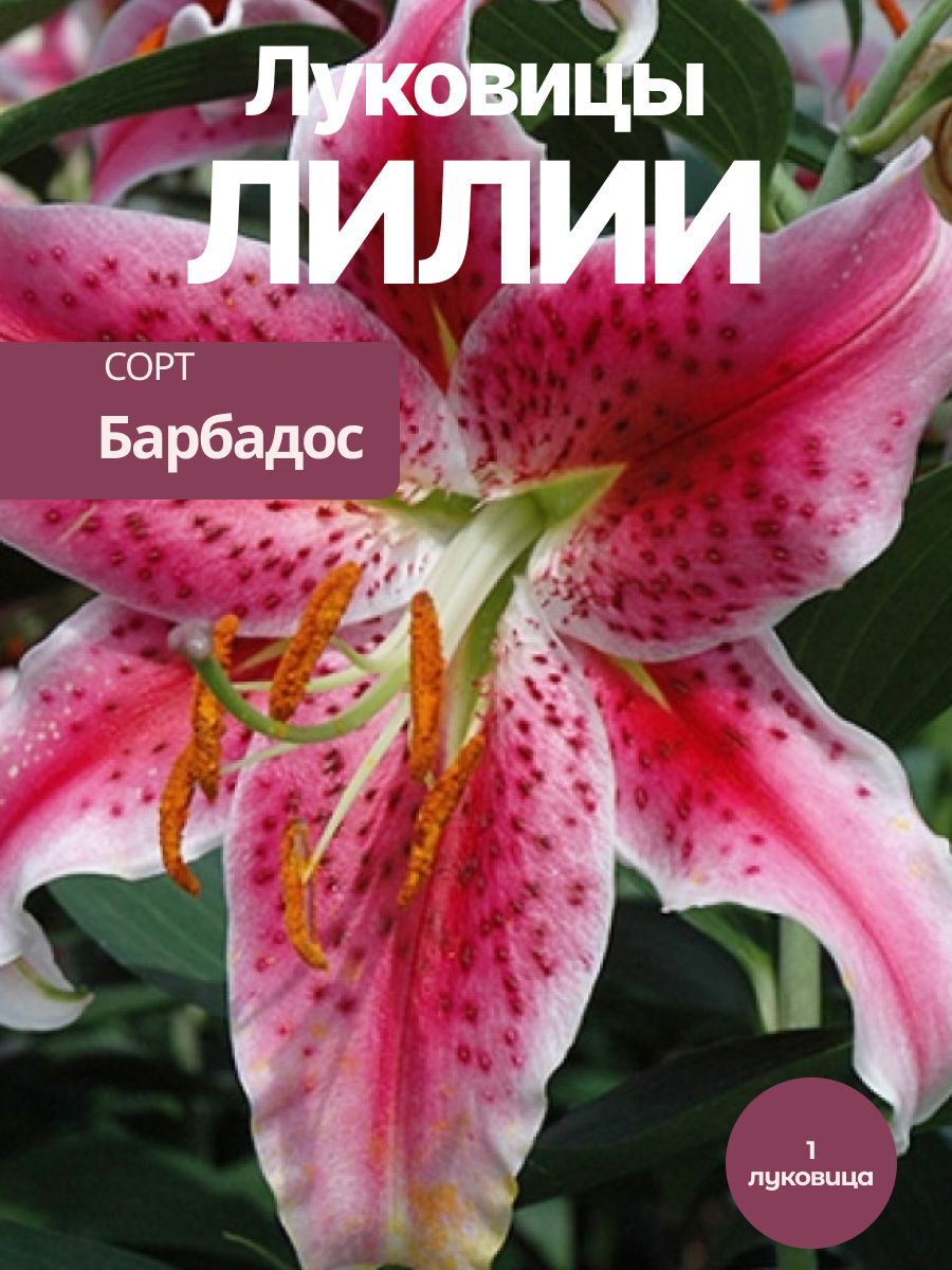 Луковицы Лилии Барбадос 1 шт
