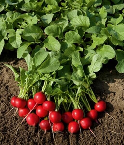 Коллекционные семена редиса Покер