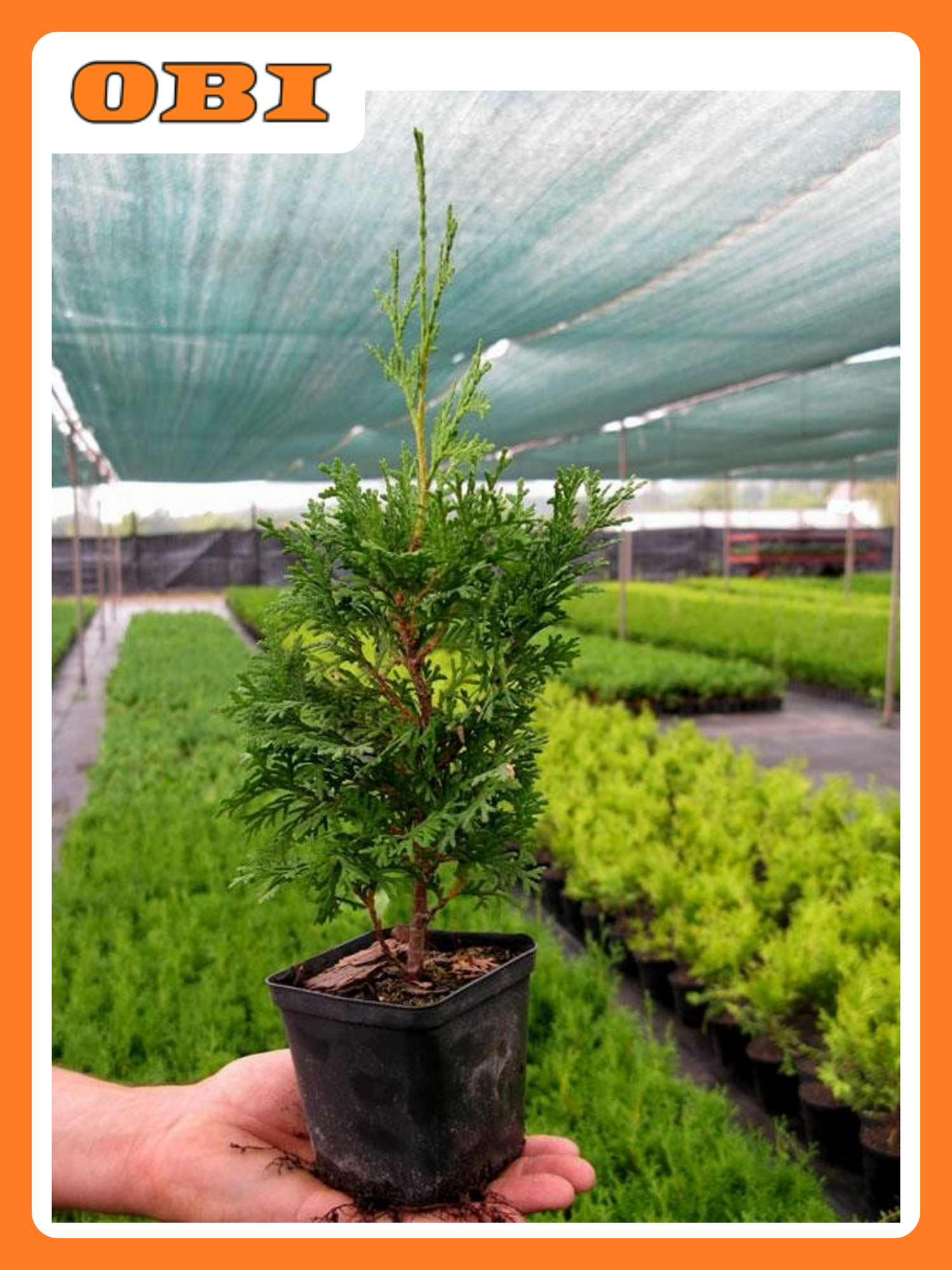 Туя западная Брабант 881437 многолетняя хвойная декоративная