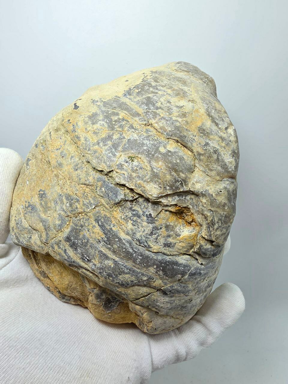 Окаменелая устрица Gryphaea, 150 мм, 1600 г. — фото 1