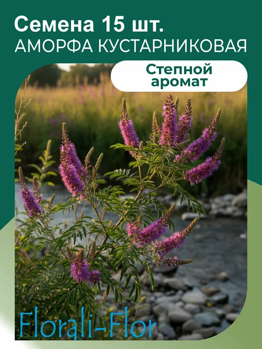 Аморфа Кустарниковая Семена