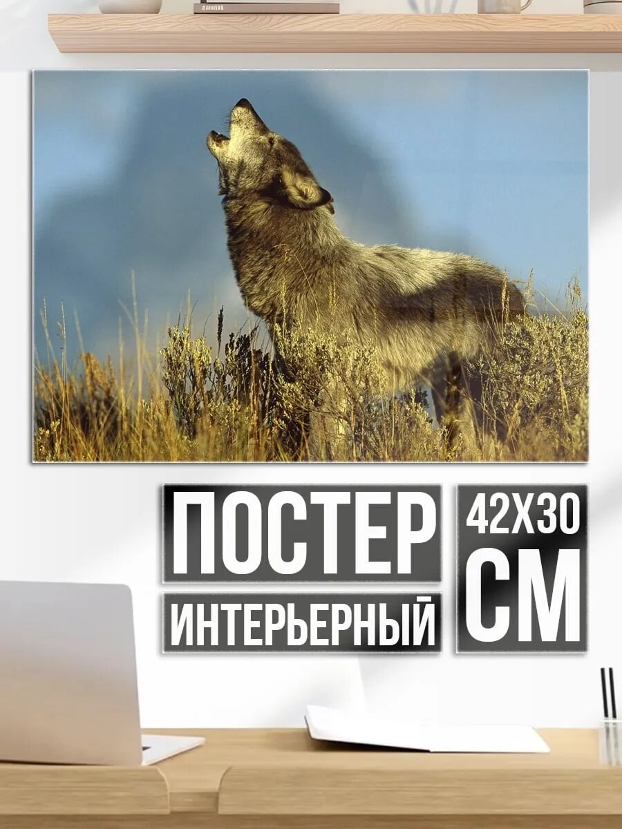 Плакат постер Воющий волк на холме