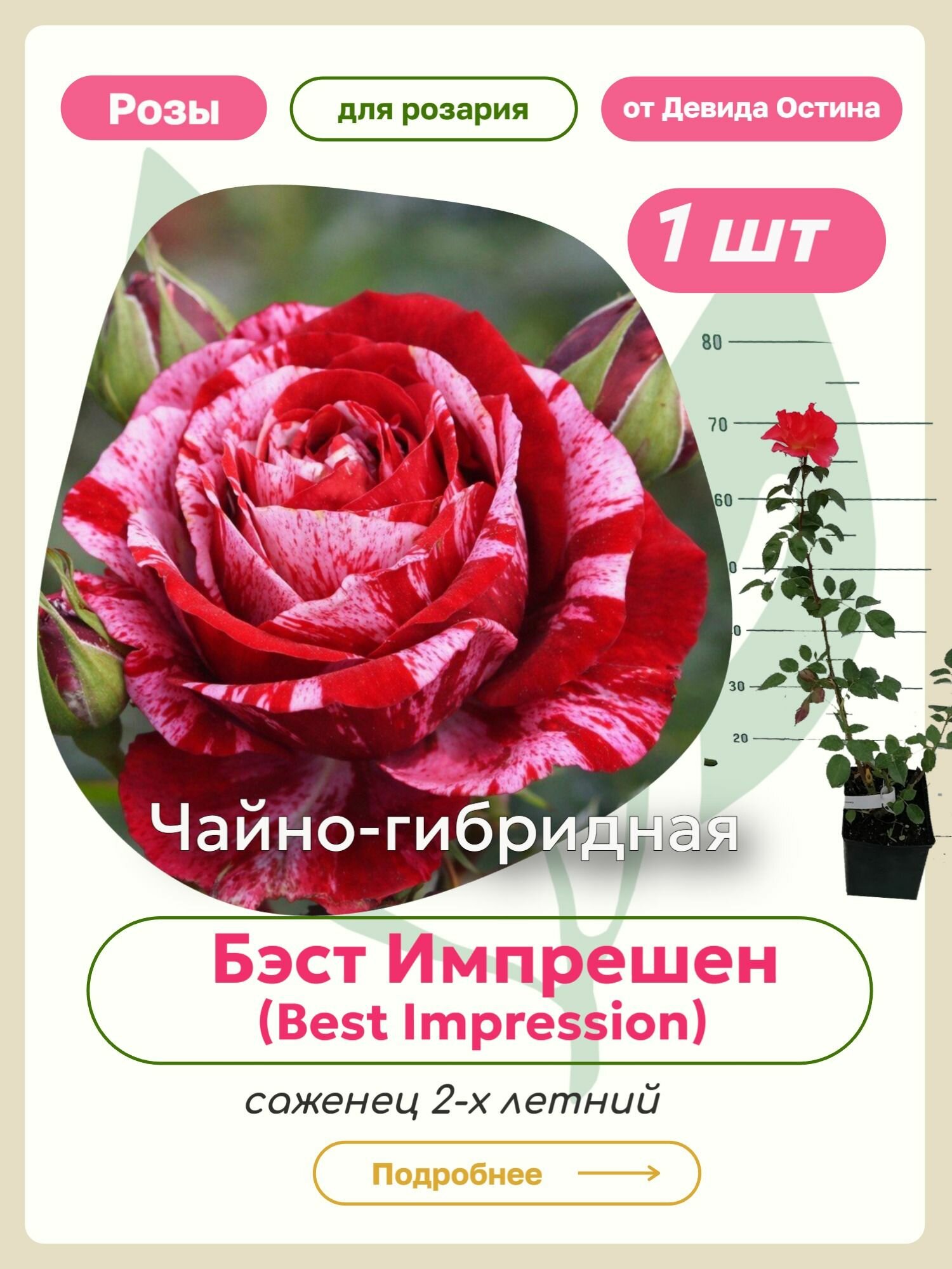 Саженцы роз Бест Импрешн (Best Impression)