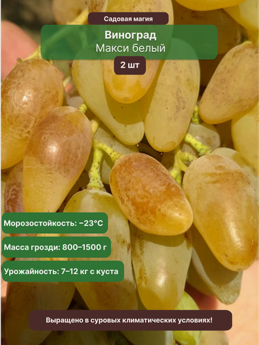 Изображение товара Виноград Макси белый (2 шт) / раннеспелый, морозостойкий сорт