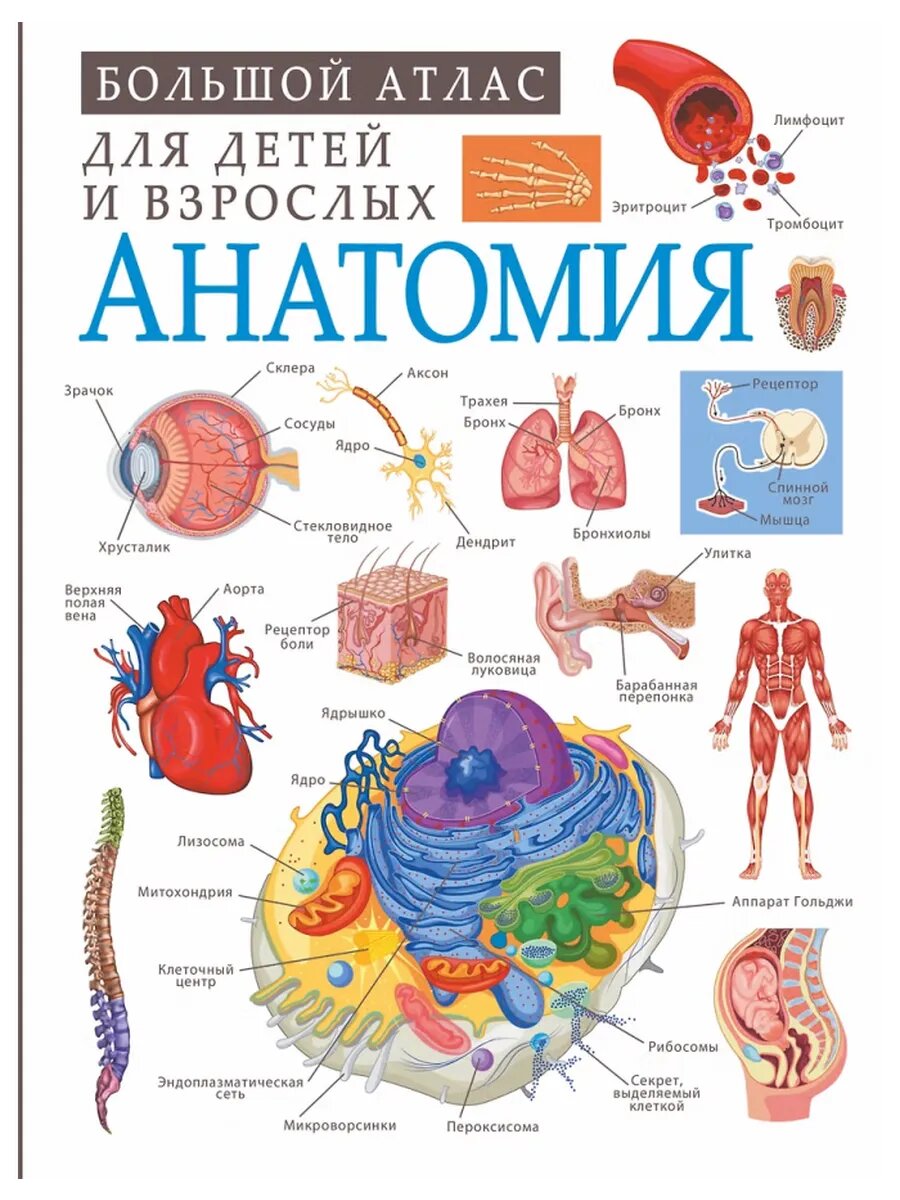 Анатомия