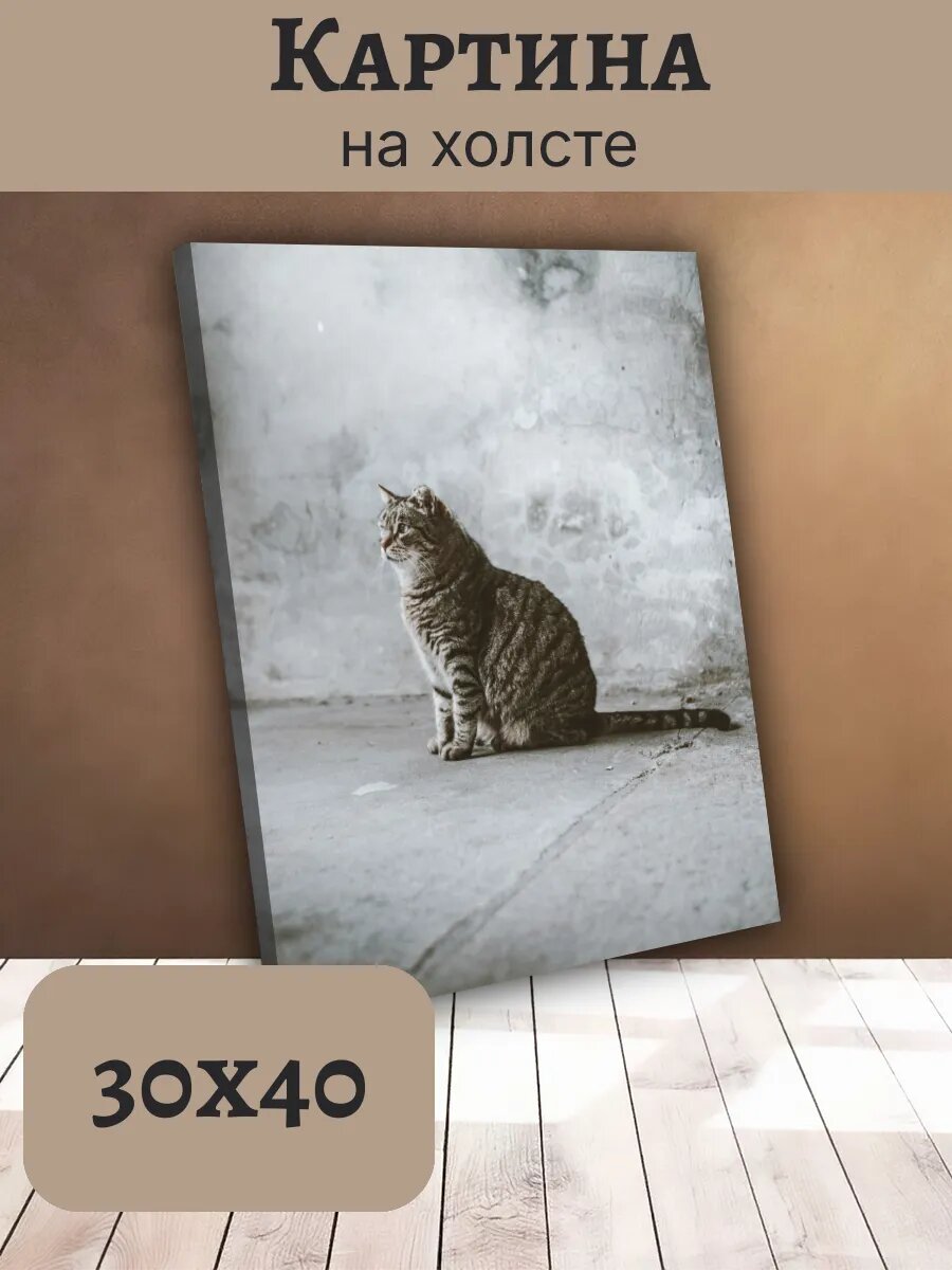 Картина Постер Кот Кошка Cat 30x40 полосатый тигровый табби