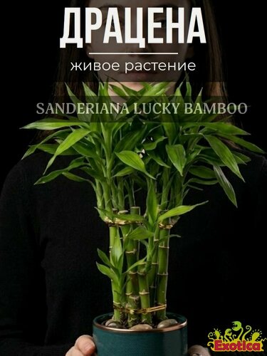 Изображение товара Бамбук Лаки, Драцена Сандериана (Dracaena Sanderiana Lucky Bamboo) D6см, живое растение