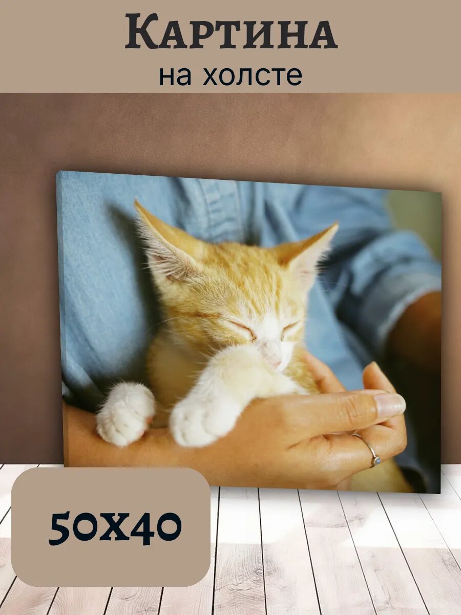 Картина Кот Кошка Cat 40x50 спящий рыжий котенок на руках