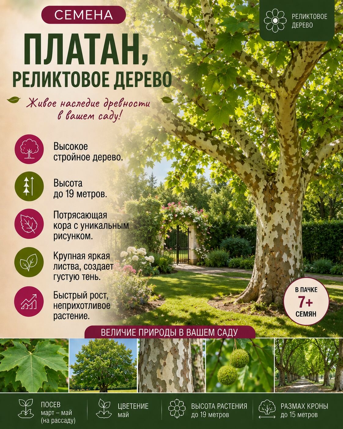 Платан, реликтовое дерево, сбор 2025