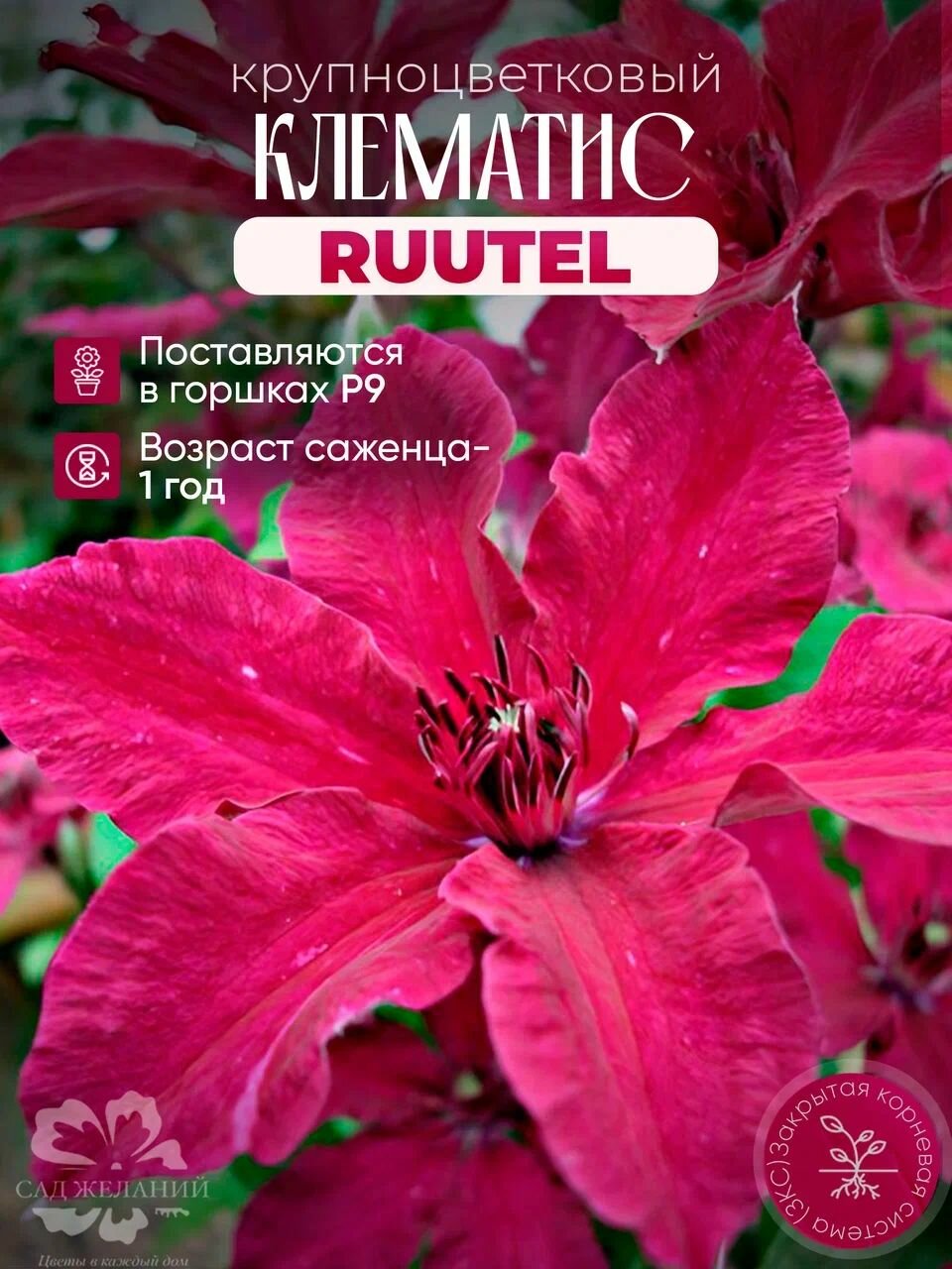 Зиомостойкий, крупноцветковый клематис Руутель в горшке 1 л