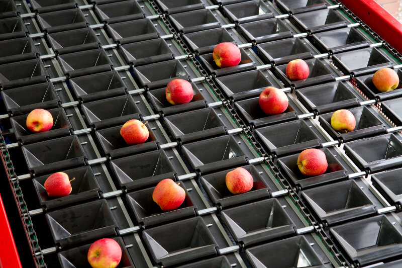 Линия сортировки яблок до 5 тонн в час SORTER