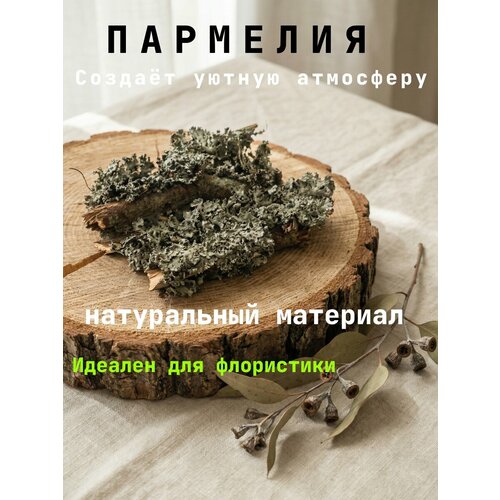 фото Мох пармелия (лишайник) лесной, свежий, для декора и растений