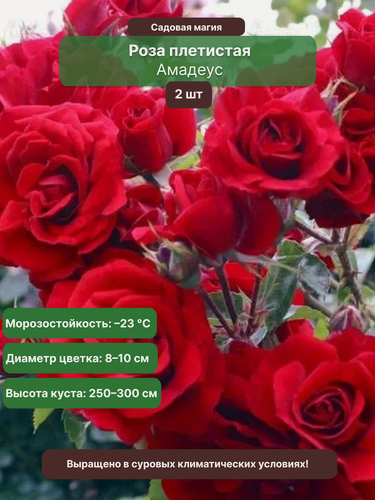 Изображение товара Роза плетистая "Амадеус", 2 саженца, многолетняя, красная, высота 30-50 см