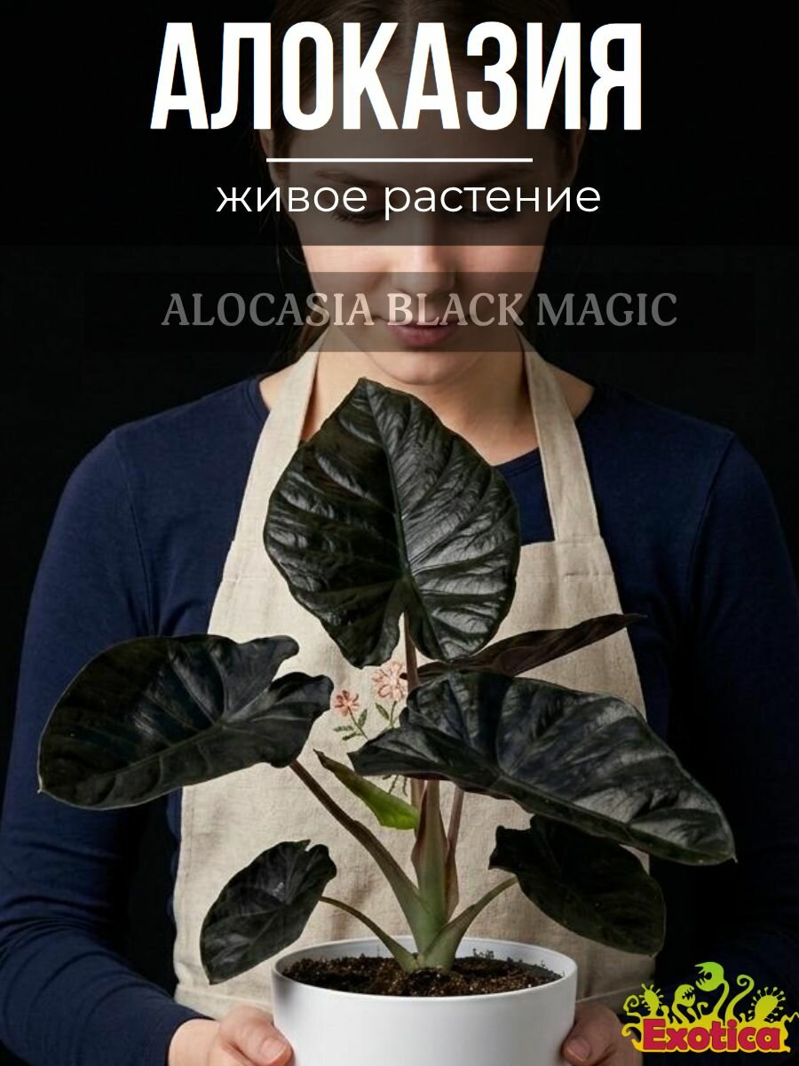 AVZHJA ブラックメタル　BLACKL Алоказия Блэк Мэджик (Alocasia Black Magic) D6см, живое растение
