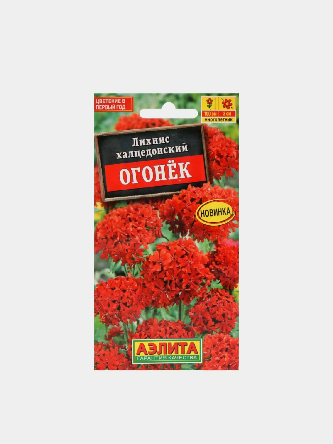 Лихнис халцедонский «Огонёк» — яркий факел красоты для вашего сада, пылающий всё лето