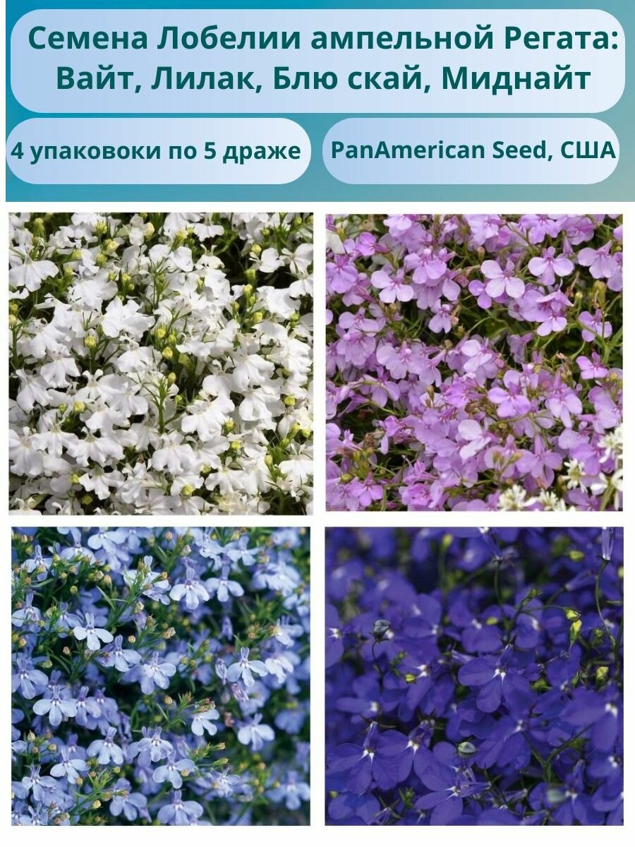 Лобелия ампельная Регата. 4 упаковки по 5 мультидраже. PanAmerican Seed